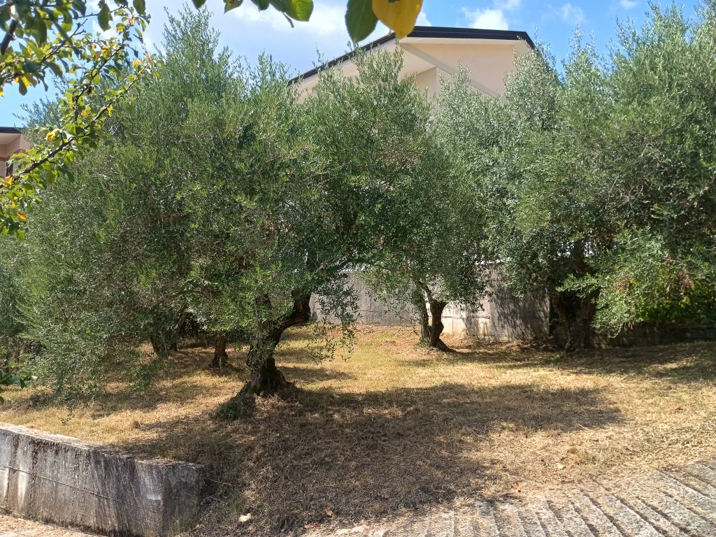 Detached house with terrace, land and garage (via Angelo Diego, 56 A/B)